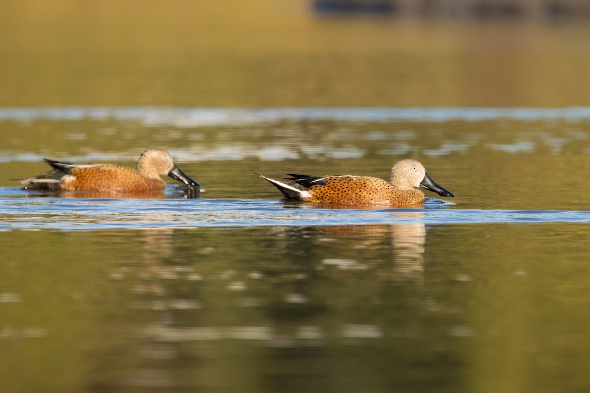 Red Shoveler - ML619735690