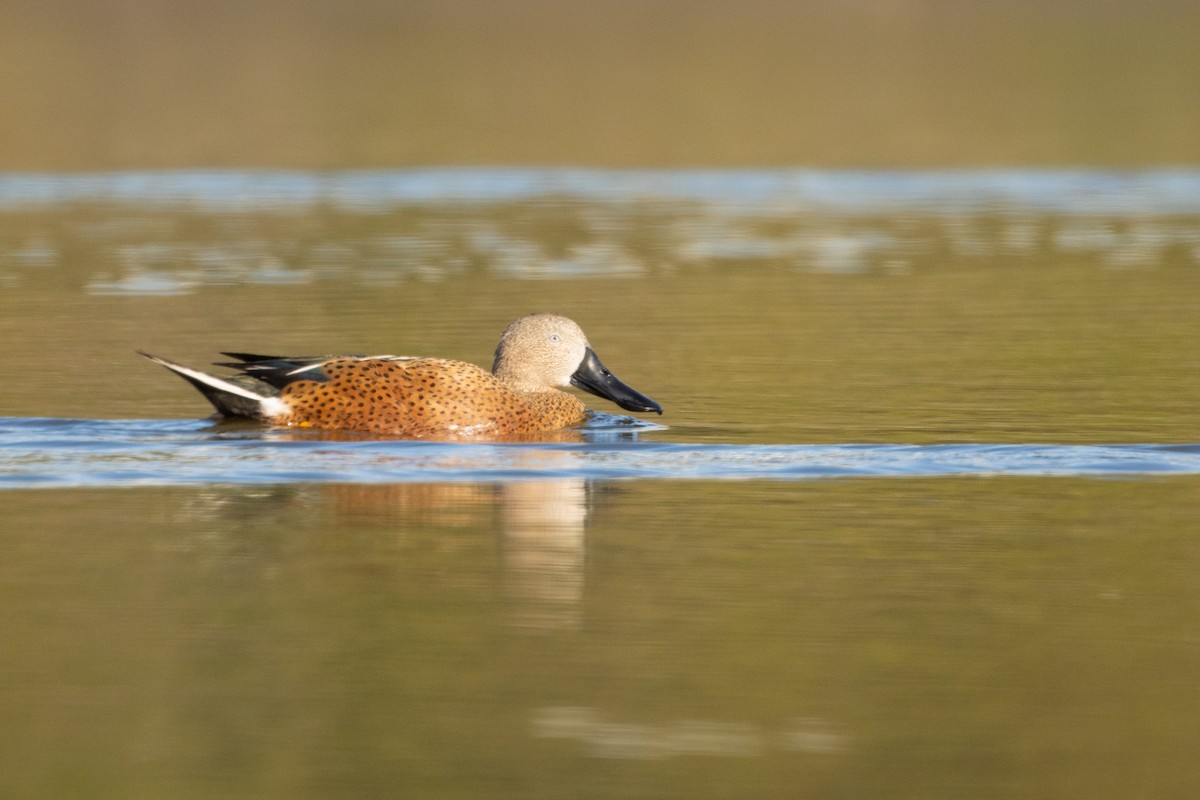 Red Shoveler - ML619735691