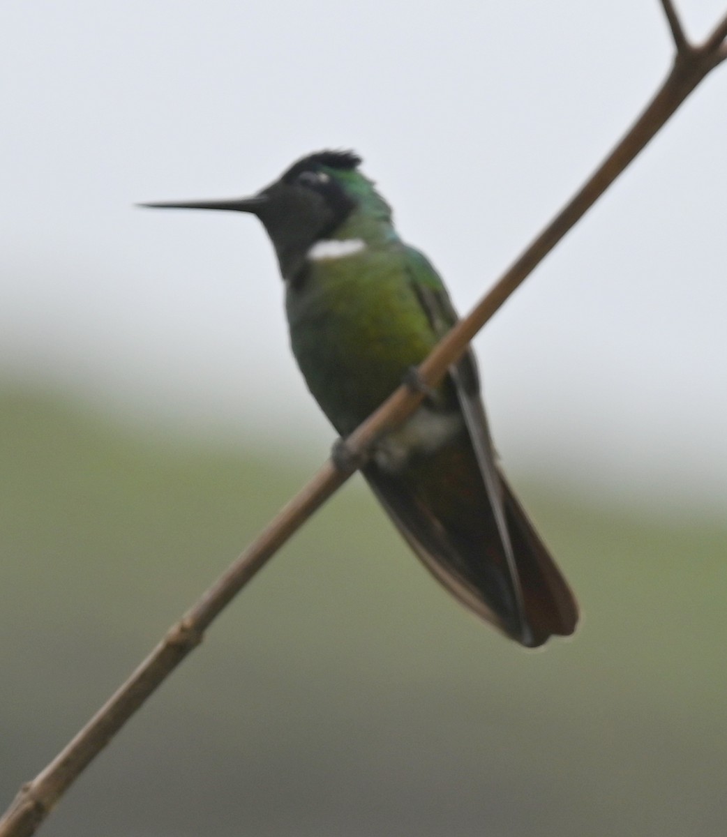 kolibřík krajkový - ML619735693
