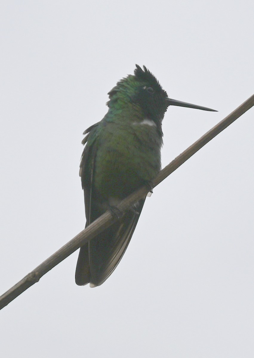 kolibřík krajkový - ML619735694