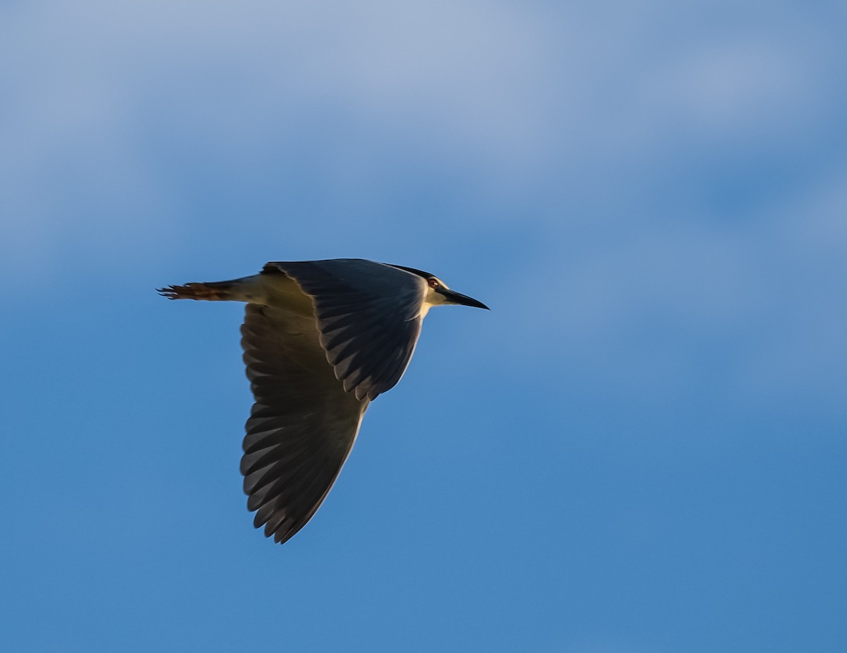 Black-crowned Night Heron - ML619735698