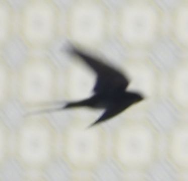 Barn Swallow - ML619735702