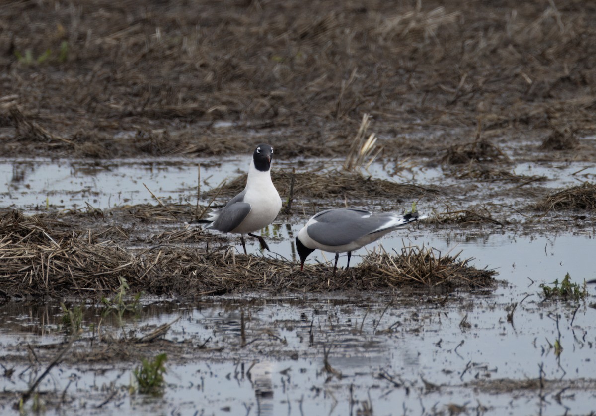 Mouette de Franklin - ML619735705