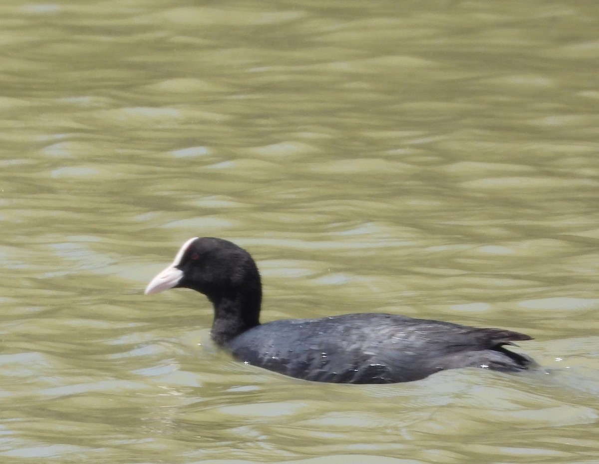 Eurasian Coot - ML619735744