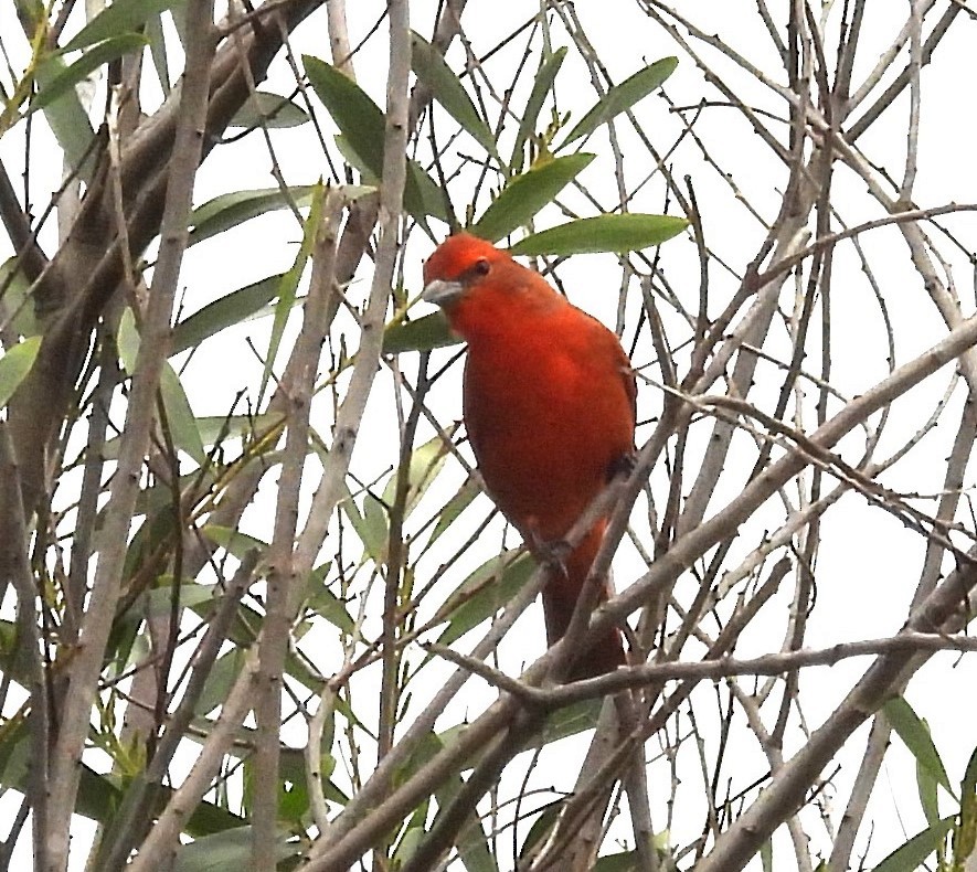 Hepatic Tanager - ML619735749