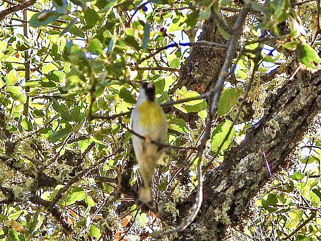 Lawrence's Goldfinch - ML619735769