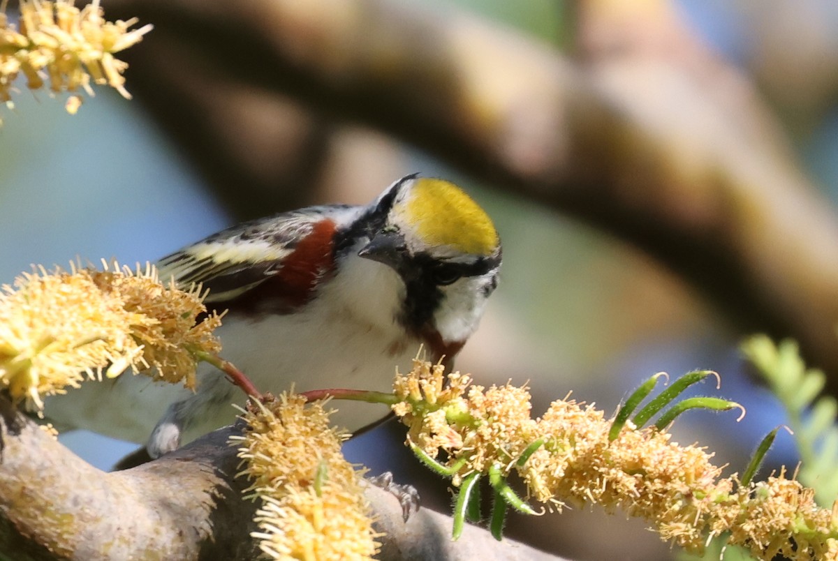 Chestnut-sided Warbler - ML619735781