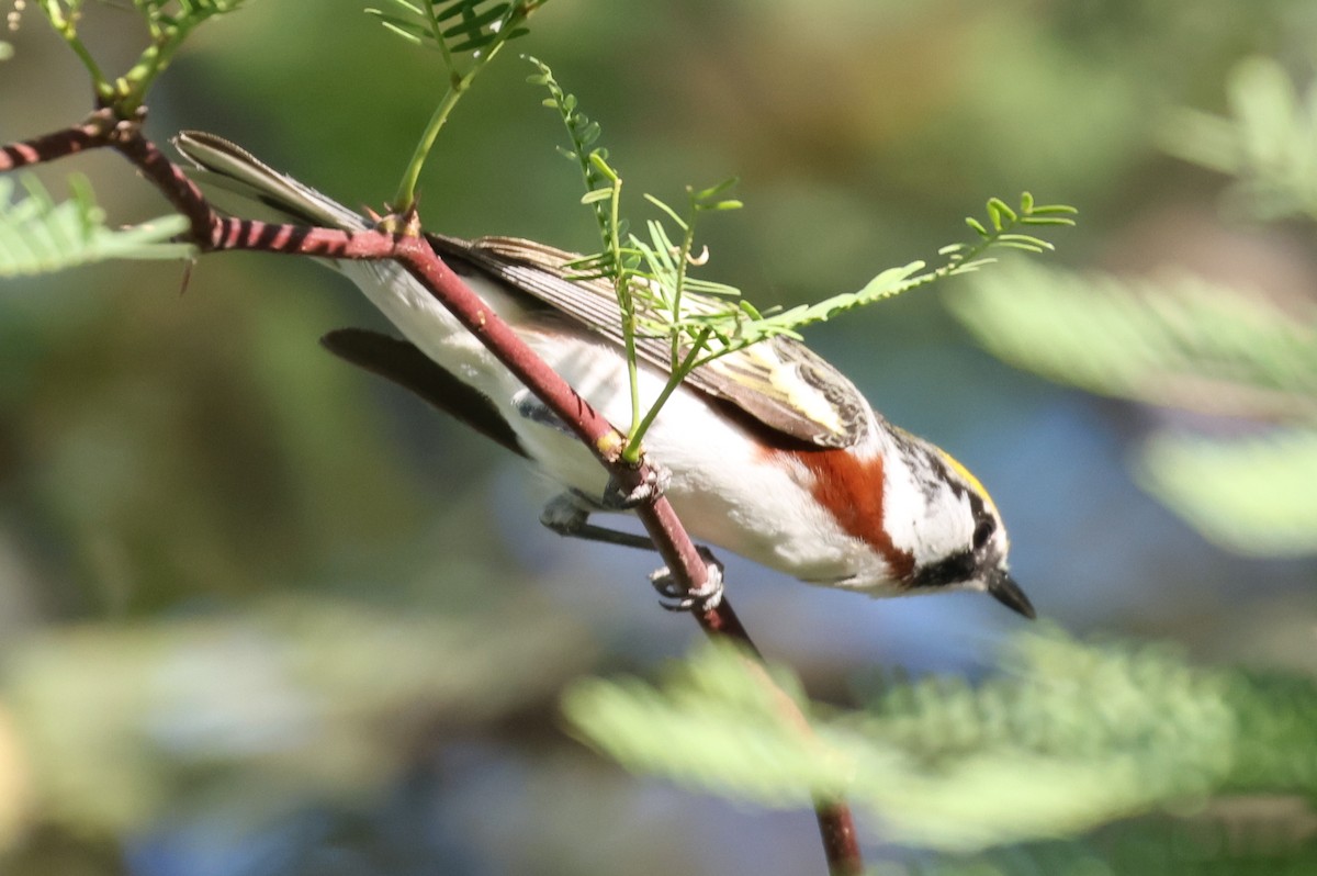 Chestnut-sided Warbler - ML619735783