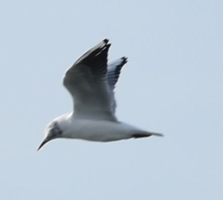 Black-headed Gull - ML619735800