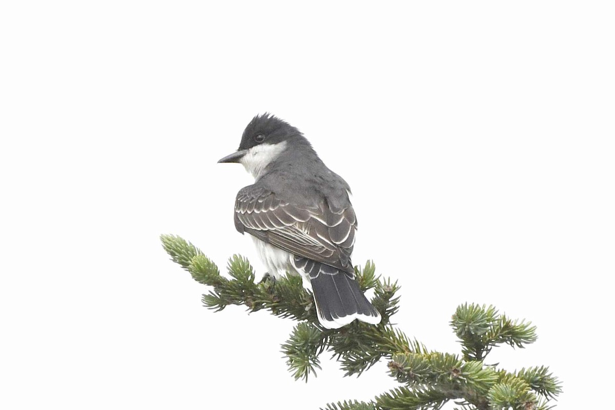 Eastern Kingbird - ML619735820