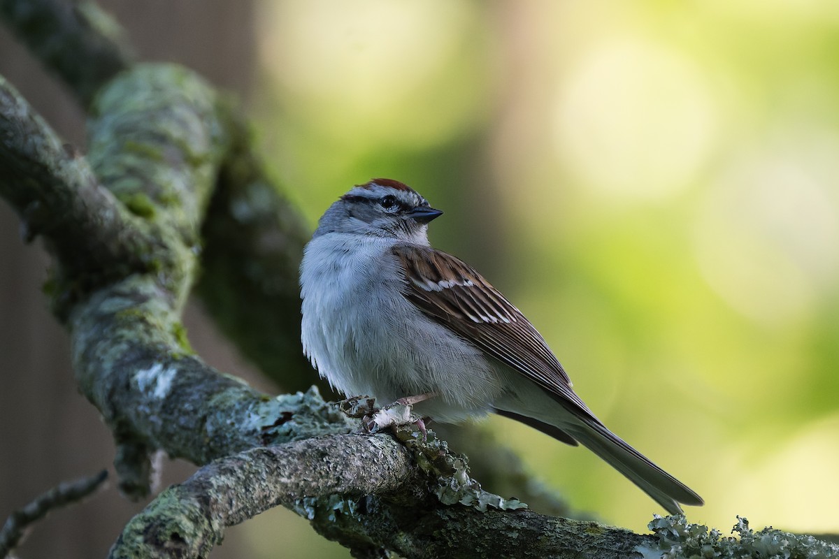 Chipping Sparrow - ML619735826