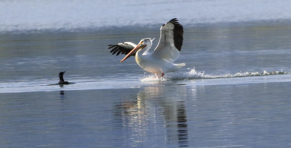 pelikán severoamerický - ML619735890