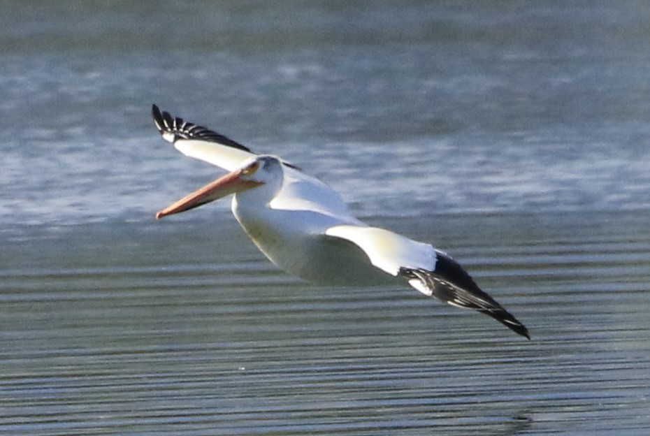 American White Pelican - ML619735891