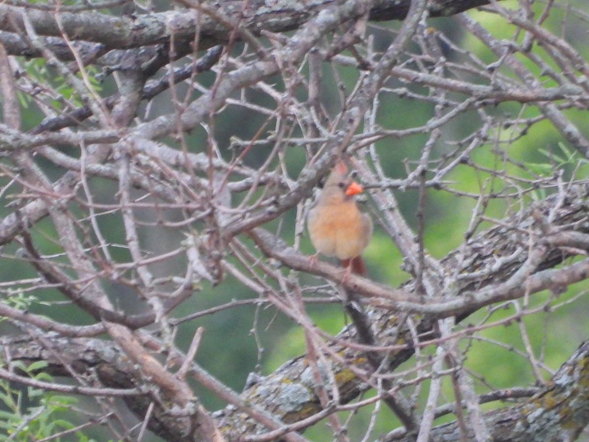 Northern Cardinal - ML619735898