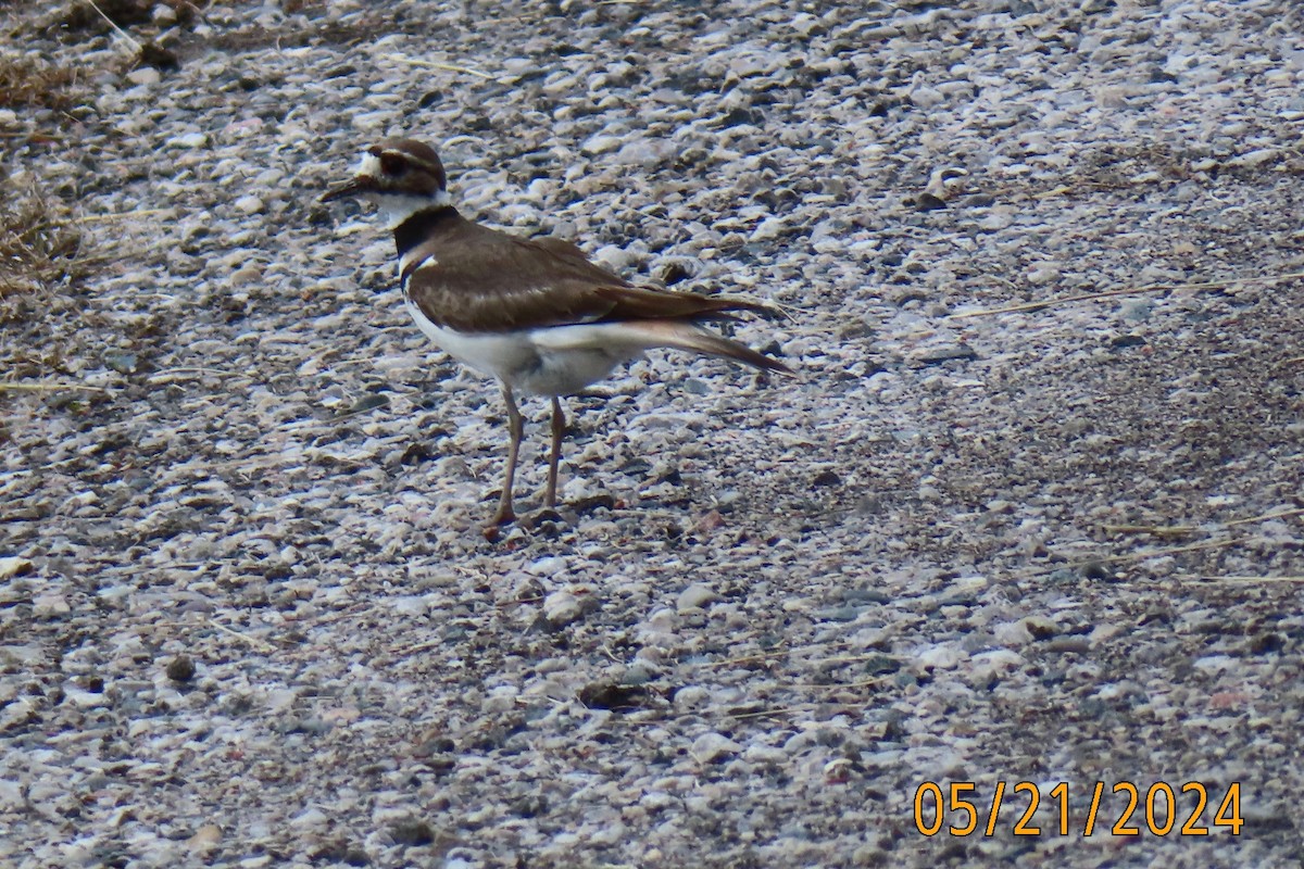 Killdeer - ML619735921