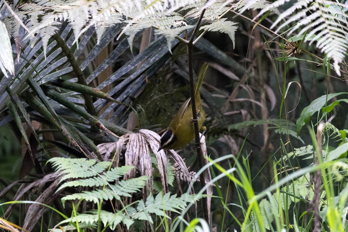 Black-capped Hemispingus (Black-capped) - ML619735934