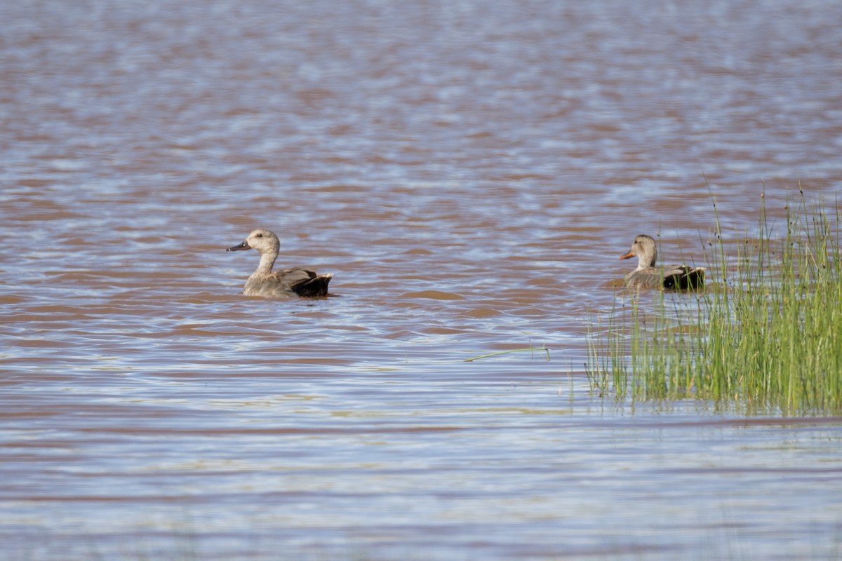 Canard chipeau - ML619735950