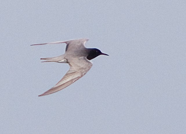 Black Tern - ML619735962