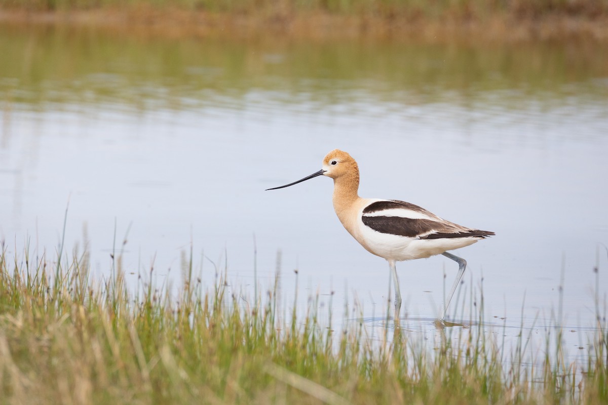 Avocette d'Amérique - ML619735976