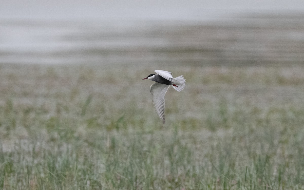 Whiskered Tern - ML619735987