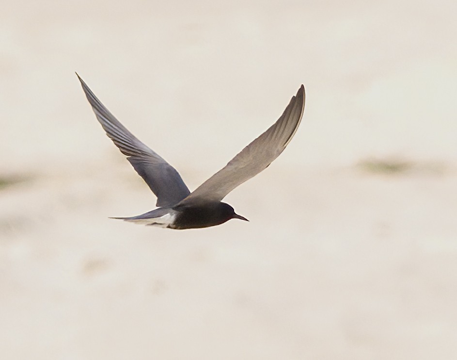 Black Tern - ML619735989