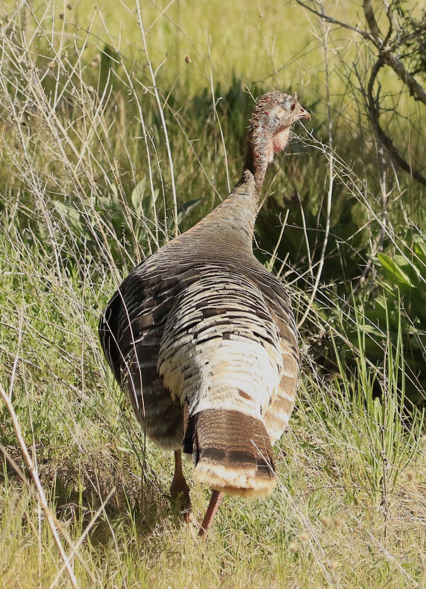 Wild Turkey - ML619735993