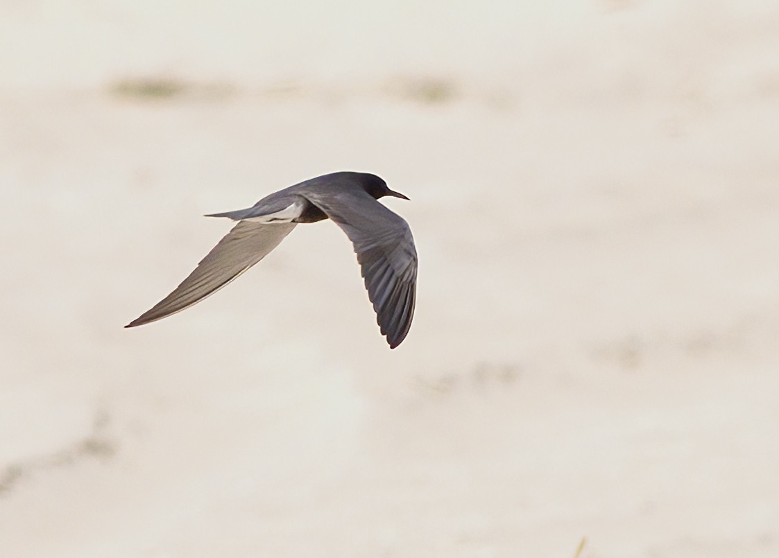 Black Tern - John Gluth