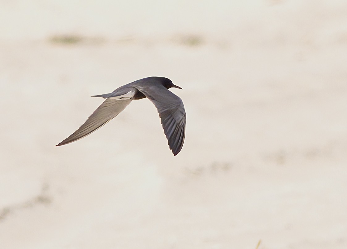 Black Tern - ML619735995