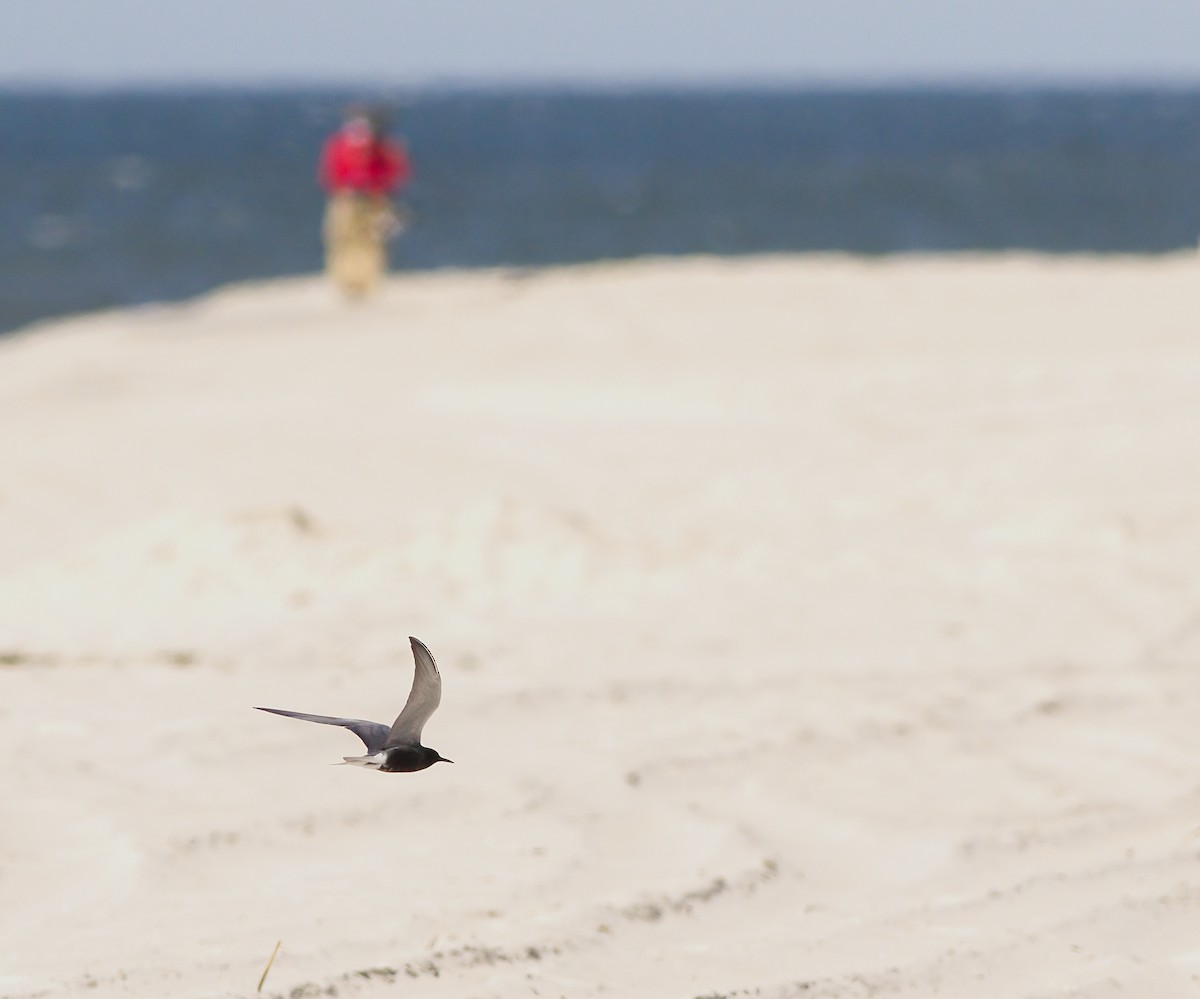 Black Tern - ML619736002