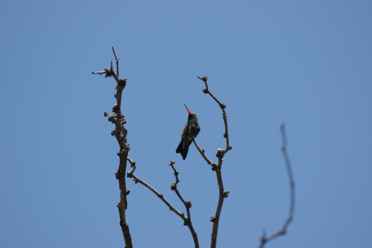 Broad-billed Hummingbird - ML619736011