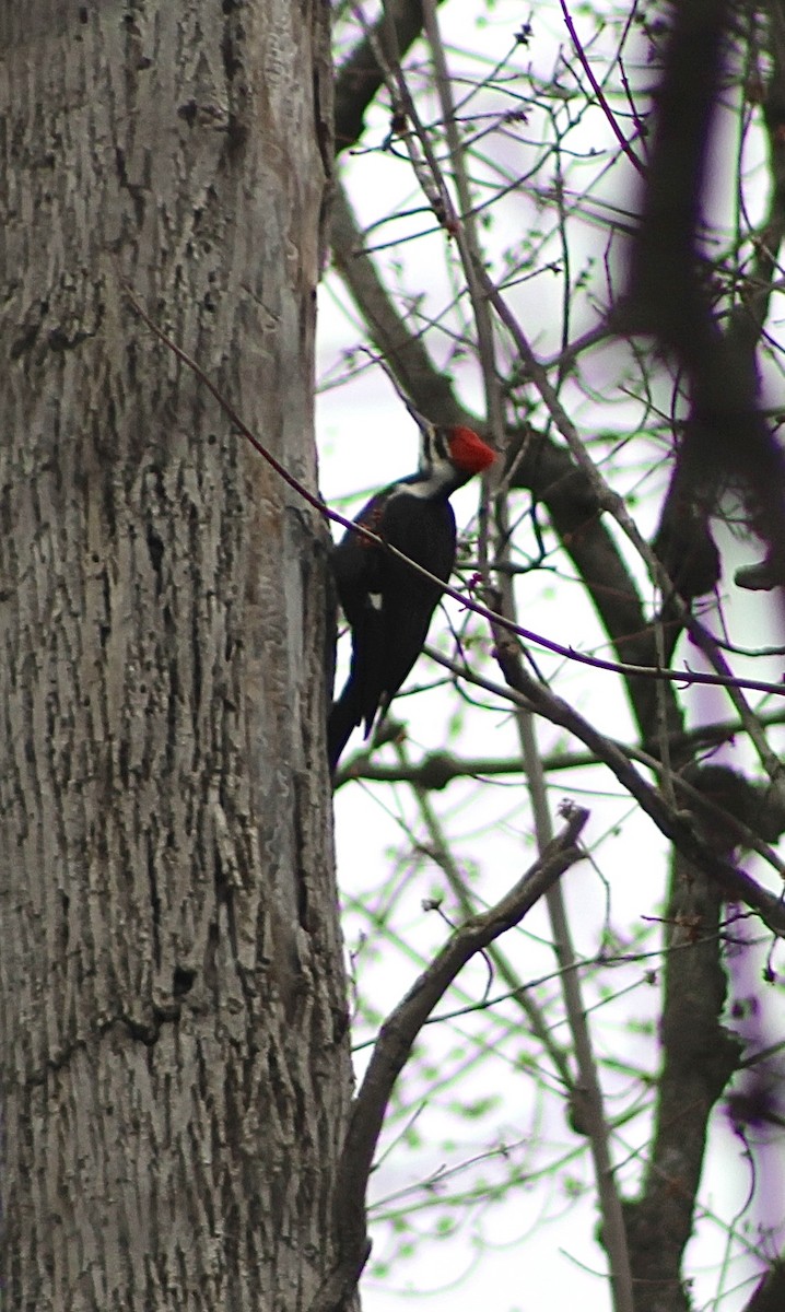 Pileated Woodpecker - ML619736013