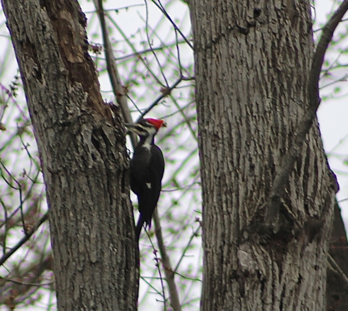 Pileated Woodpecker - ML619736014