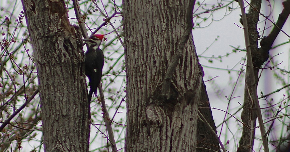 Pileated Woodpecker - ML619736015