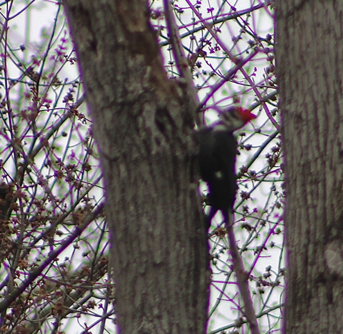 Pileated Woodpecker - ML619736016