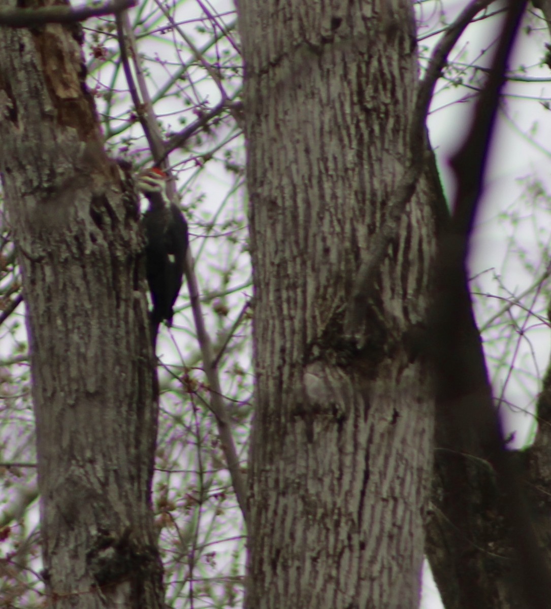 Pileated Woodpecker - ML619736017