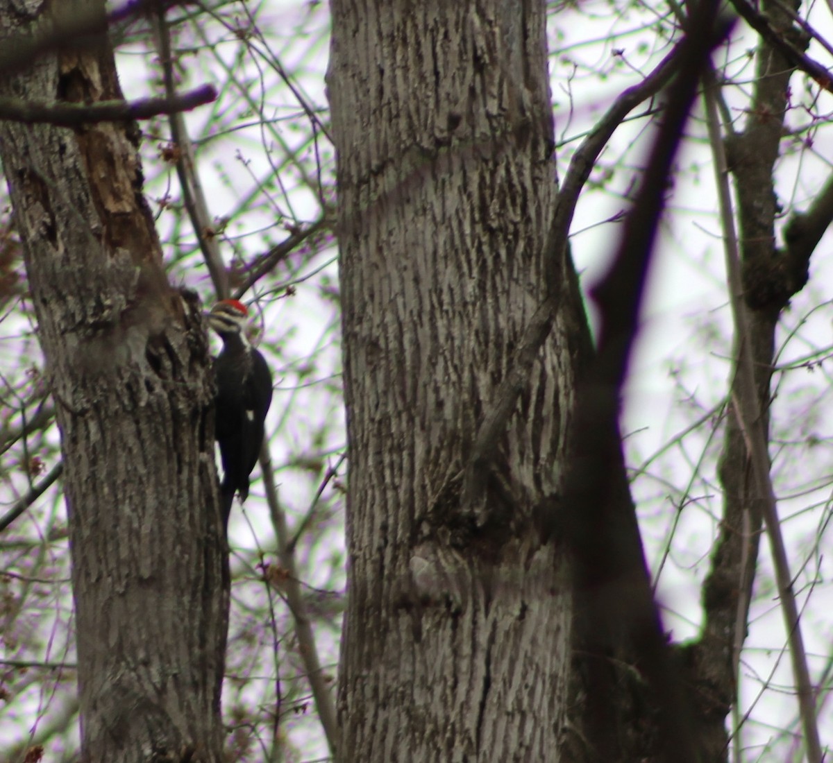 Pileated Woodpecker - ML619736018