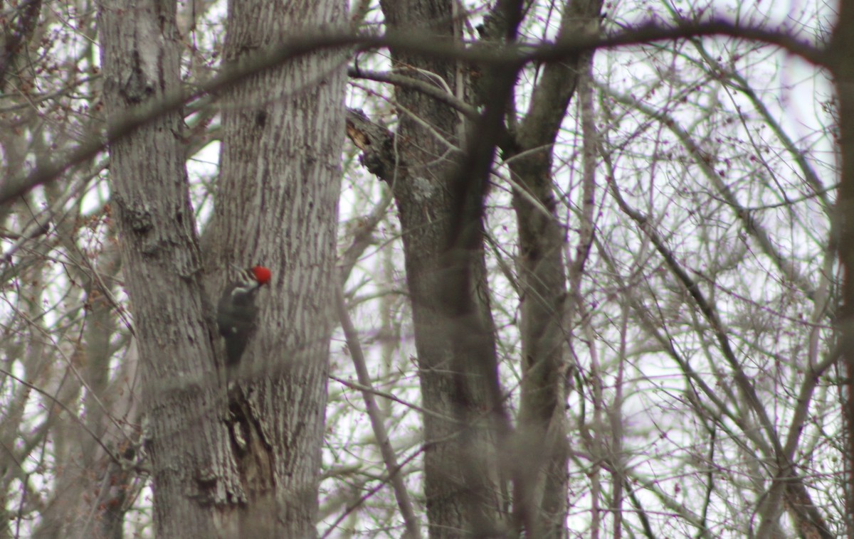 Pileated Woodpecker - ML619736019