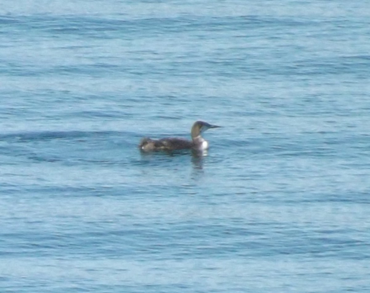 Common Loon - ML619736030