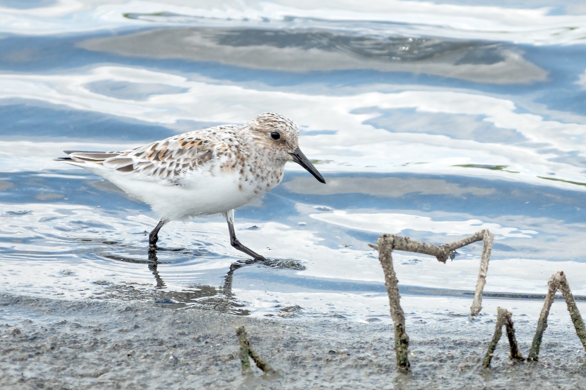 Sanderling - ML619736040