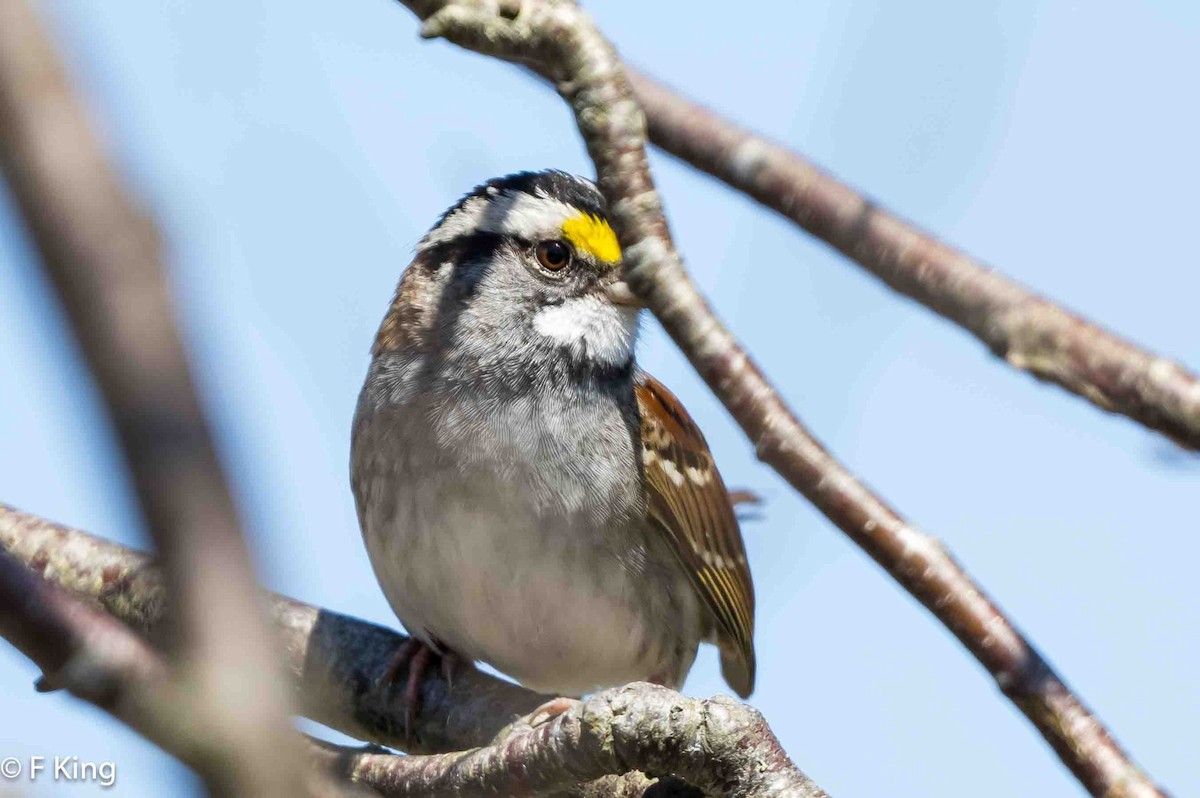 White-throated Sparrow - ML619736049