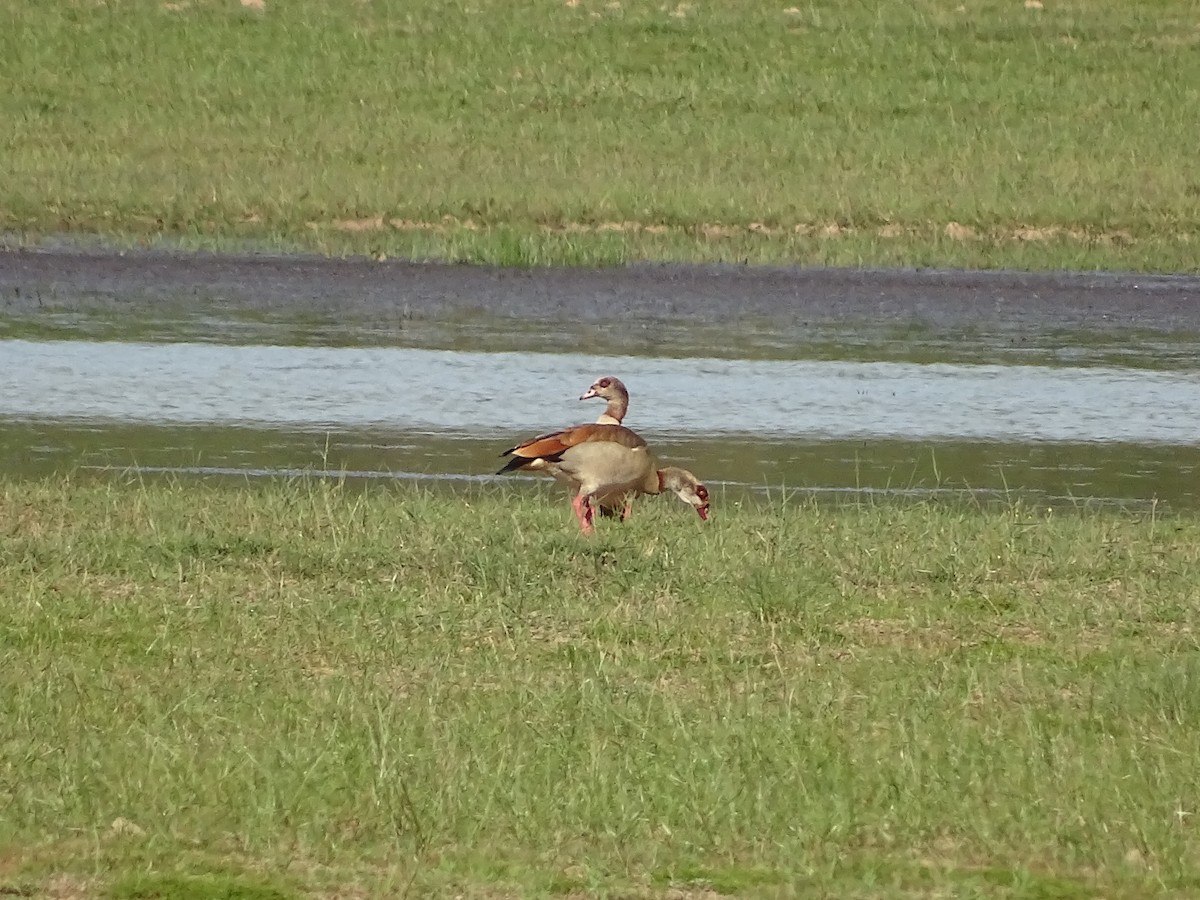 Egyptian Goose - ML619736065