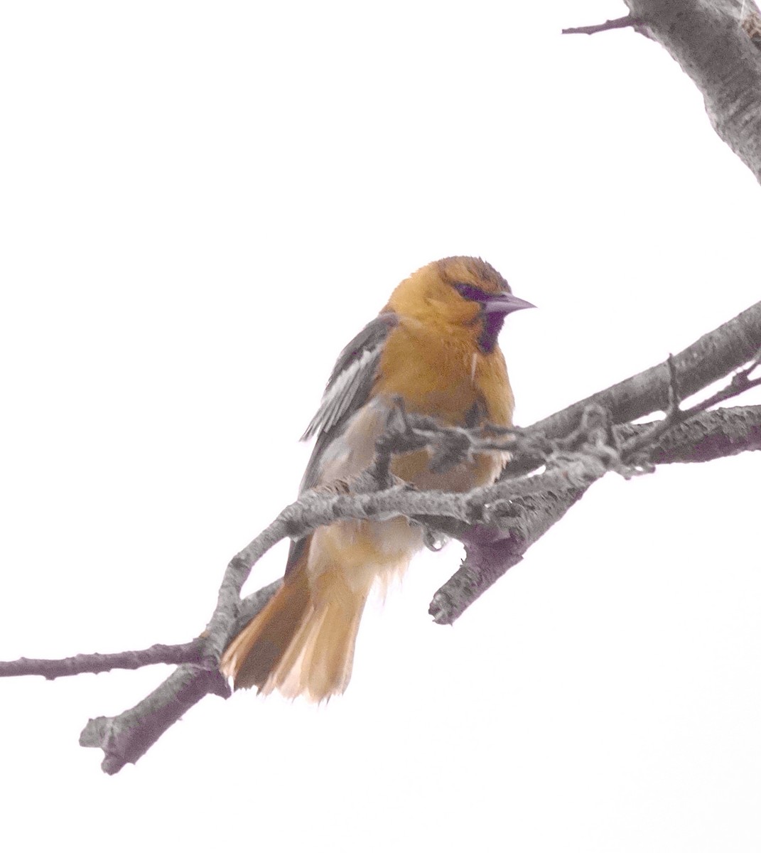 Bullock's Oriole - ML619736085