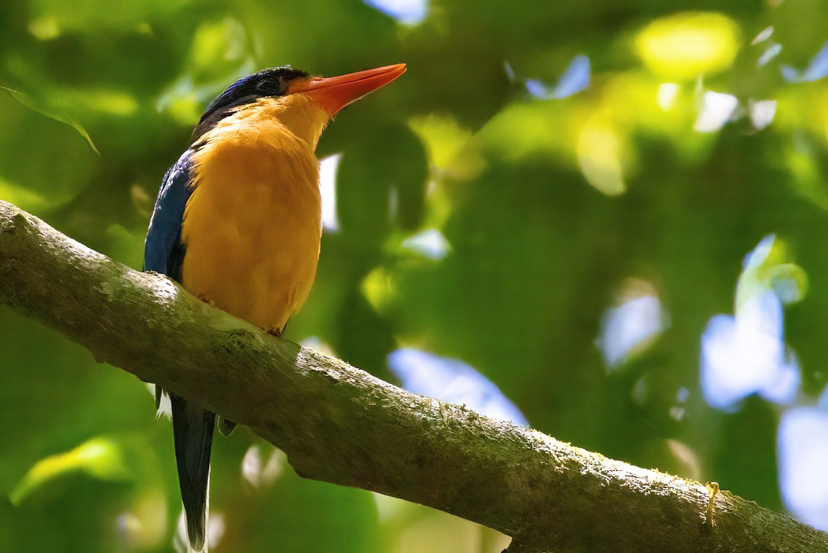 Buff-breasted Paradise-Kingfisher - ML619736100