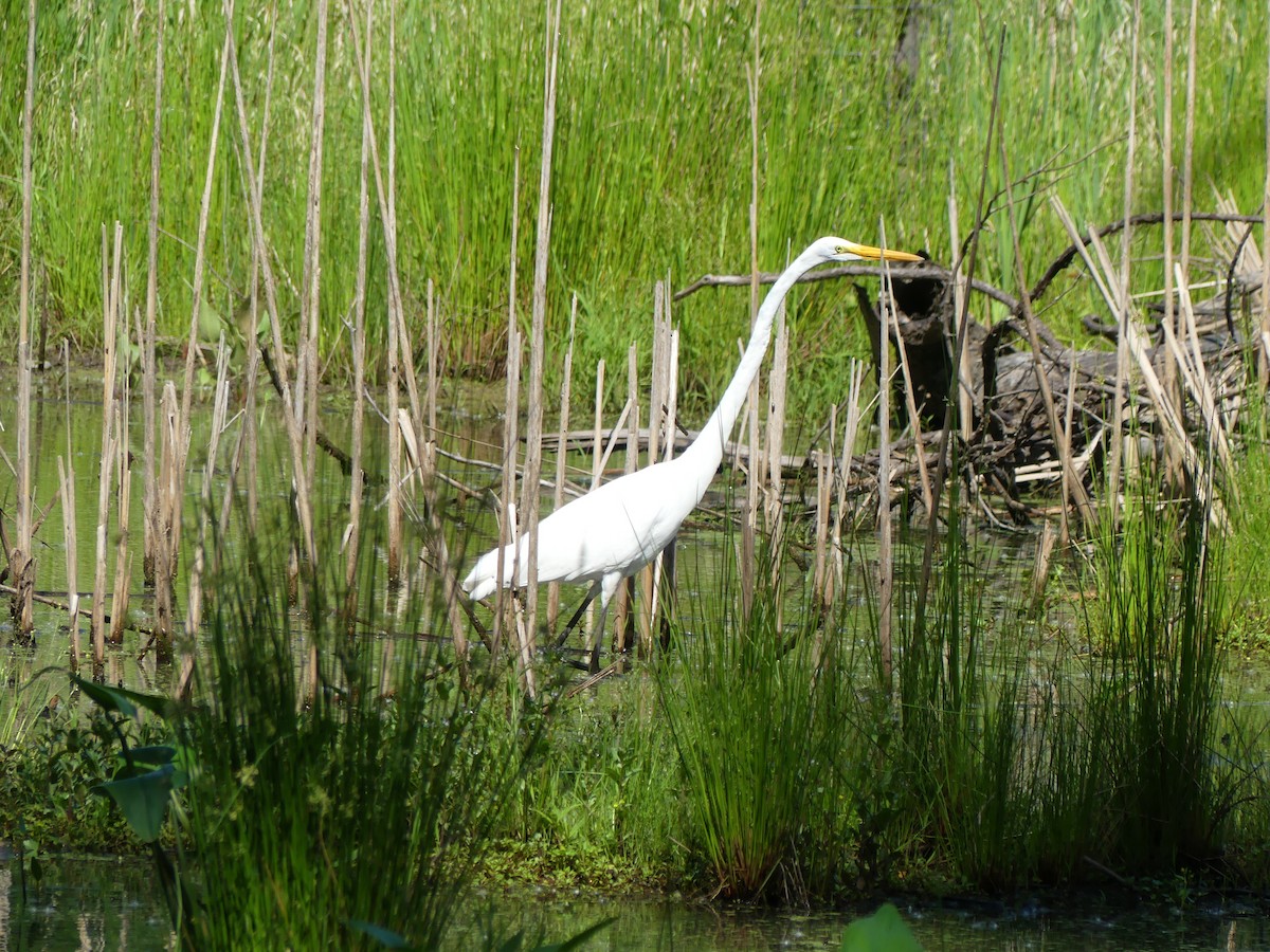 Great Egret - ML619736118