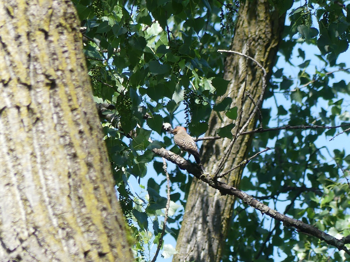 Northern Flicker - ML619736123