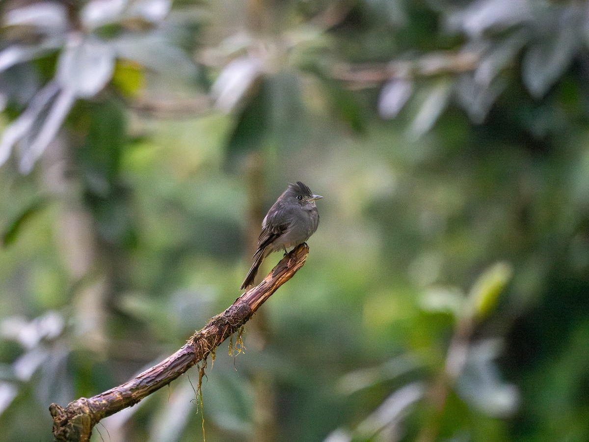 Smoke-colored Pewee - ML619736127