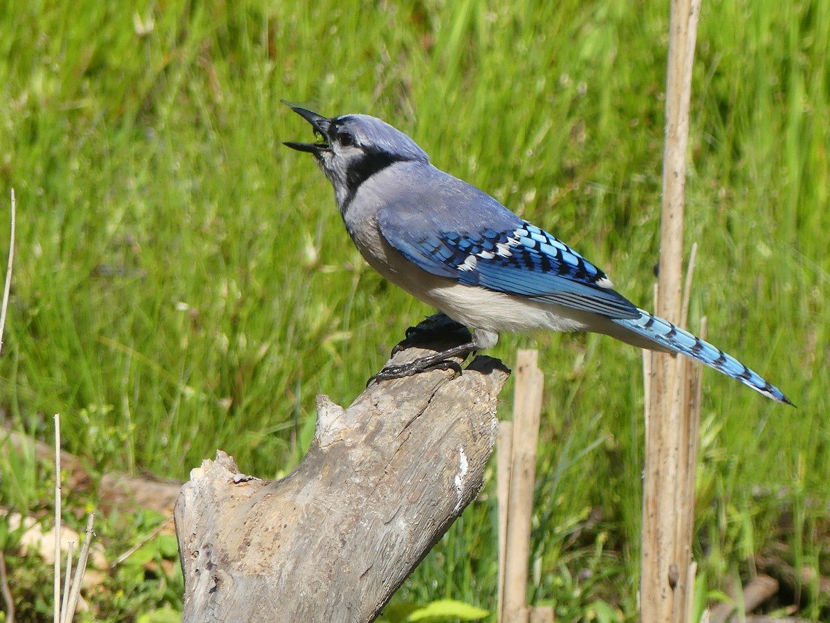 Blue Jay - ML619736136