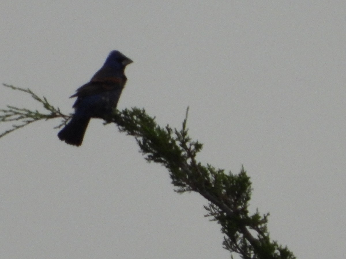 Blue Grosbeak - ML619736138