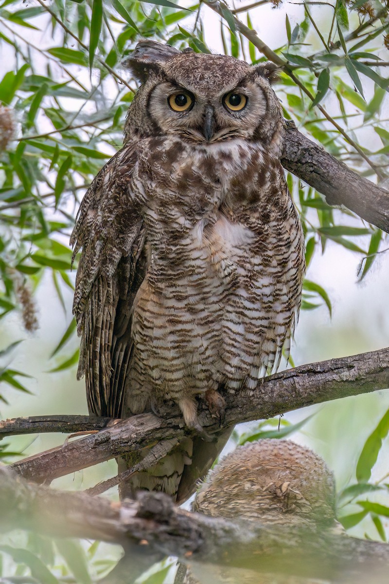 Great Horned Owl - ML619736145
