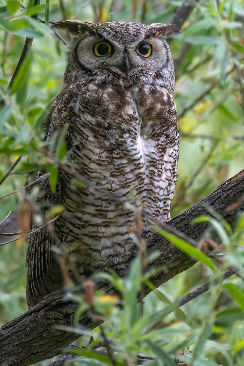 Great Horned Owl - ML619736147